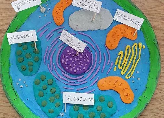 Jak zrobić 3D model komórki roślinnej – proste kroki i materiały